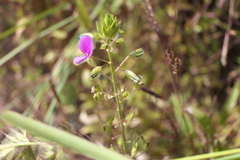 Desmodiastrum belgaumense