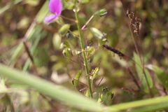 Desmodiastrum belgaumense