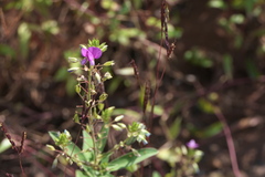 Desmodiastrum belgaumense