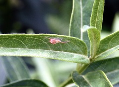 Araniella displicata