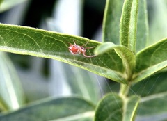Araniella displicata