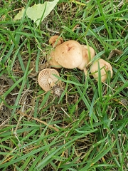 Marasmius oreades