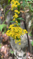 Solidago caesia
