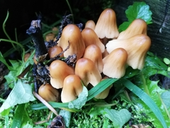 Coprinellus micaceus