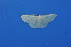 Scopula limboundata