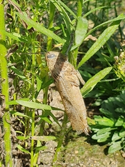 Anacridium aegyptium