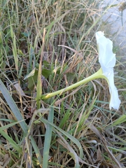 Ipomoea alba