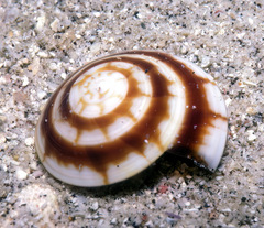 Psilaxis radiatus