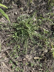 Phyllanthus polygonoides