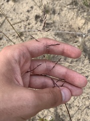 Sporobolus cryptandrus