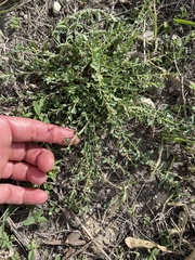 Phyllanthus polygonoides