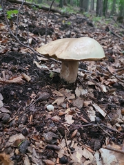 Agaricomycetidae
