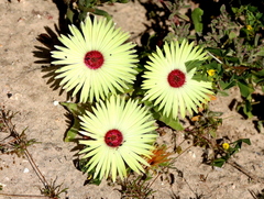 Cleretum bellidiforme