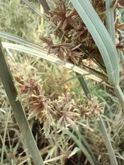 Cyperus sexangularis