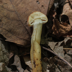 Hypholoma lateritium