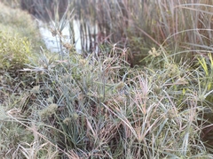 Cyperus sexangularis