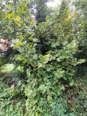 Platanus × hispanica