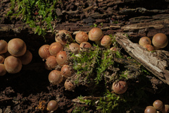 Hypholoma lateritium