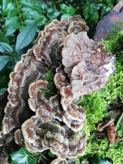 Auricularia mesenterica