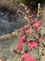 Amaranthaceae