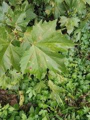 Platanus × hispanica