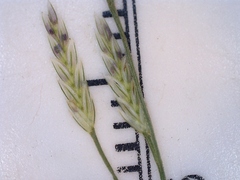 Eragrostis curtipedicellata