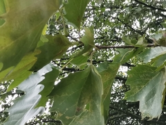 Platanus × hispanica