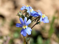Nemesia affinis