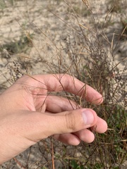 Aristida tuberculosa