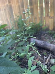 Symphyotrichum cordifolium