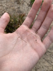 Aristida tuberculosa
