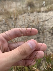 Aristida tuberculosa