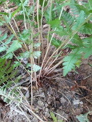 Athyrium asplenioides