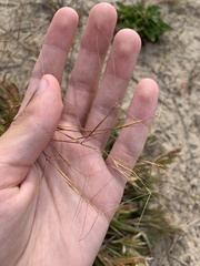 Aristida tuberculosa