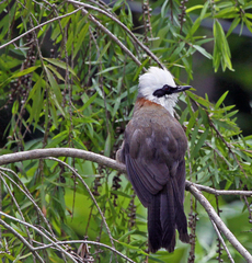 Garrulax leucolophus
