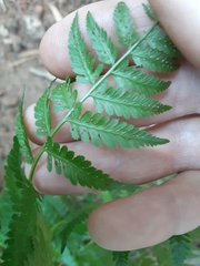 Athyrium asplenioides