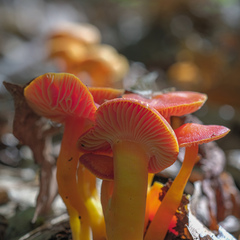 Hygrocybe coccinea