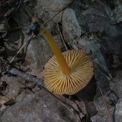 Hygrocybe coccinea