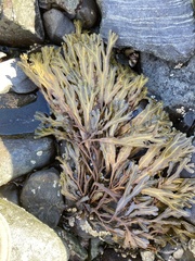Fucus distichus