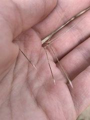 Aristida tuberculosa