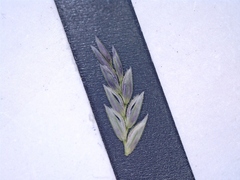 Eragrostis curtipedicellata