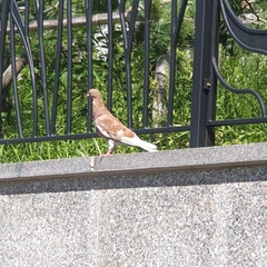 Columba livia domestica