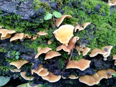 Steccherinum ochraceum