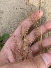 Aristida tuberculosa