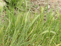 Hordeum