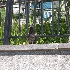Columba livia domestica