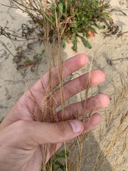 Aristida tuberculosa