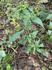 Bidens tripartita