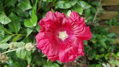Alcea rosea