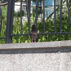 Columba livia domestica